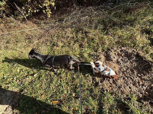 Hondenvriendschap – waarom samen wandelen zo belangrijk is voor honden