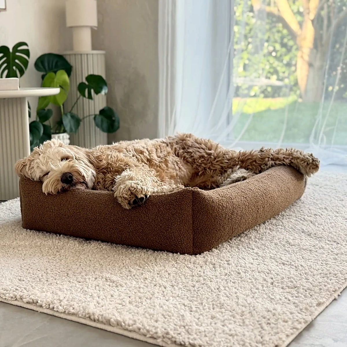 Cockapoo slaapt in een fluffy hondenmand van zachte bouclé stof in bruin bij het raam