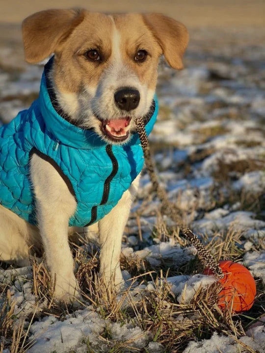 Hond in blauwe hondenjas Brezza tijdens de wandeling