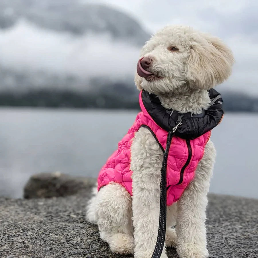 Hond in roze hondenjas Brezza bij het water