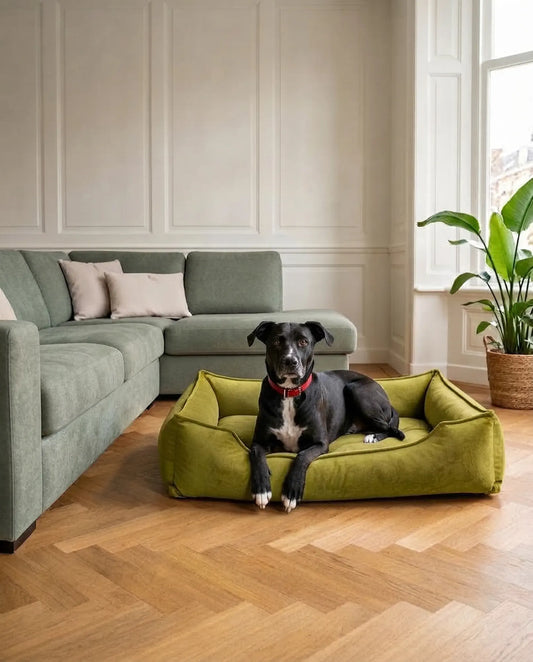 Hypoallergene hondenmand Nuvola olijfgroen met gemengde hond in lichte woonkamer