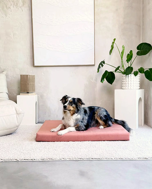 Australian Shepherd ligt op het orthopedisch hondenmatras Riposo in zalmroze met tweelaags traagschuim