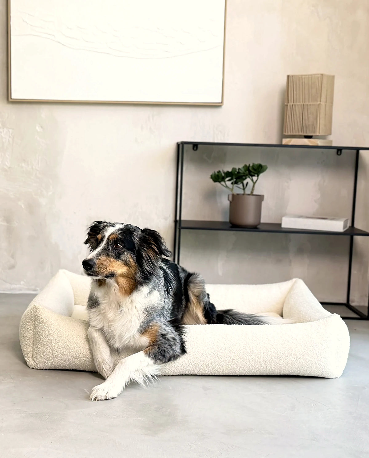Berger australien couché dans le panier orthopédique Fluffy Soffice crème dans un salon lumineux