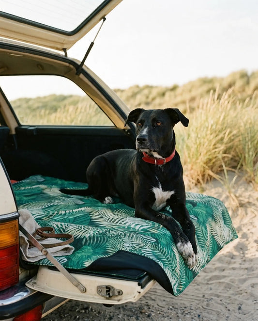 Zwarte labrador-mix in de kofferbak op de waterafstotende hondendeken Aqua met bladprint na een strandwandeling in de duinen