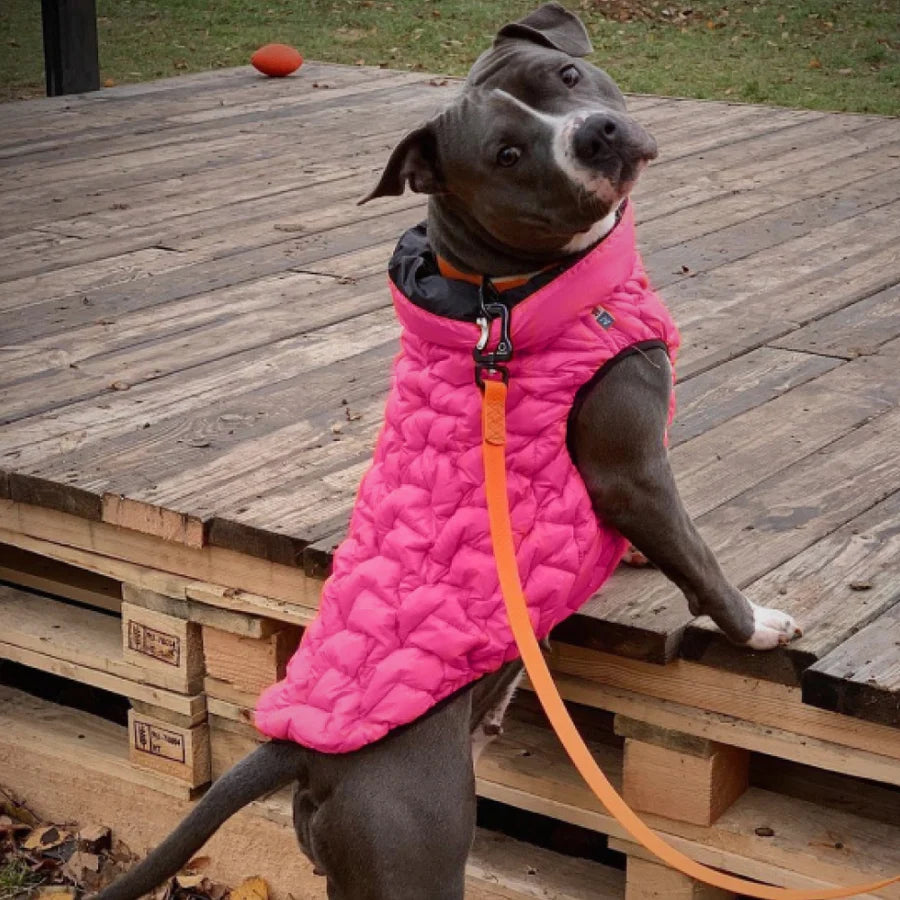Hond in roze winterjas Brezza buiten